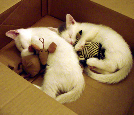 新旧王朝交替，红牛撕裂银箭神话，阿隆索大师级表演统治全场