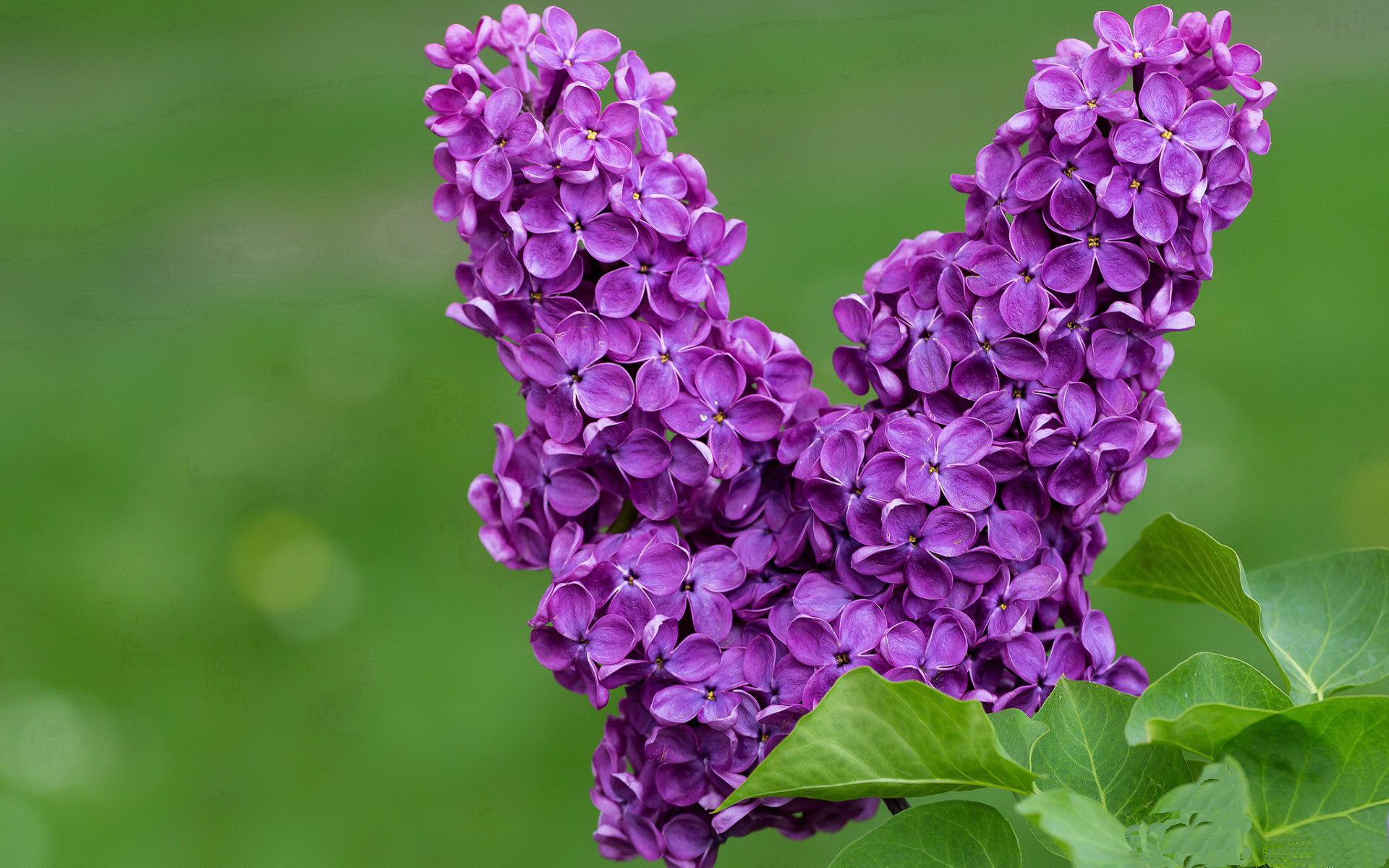 团队博弈与孤胆英雄，威廉姆斯的险胜与阿隆索的孤勇