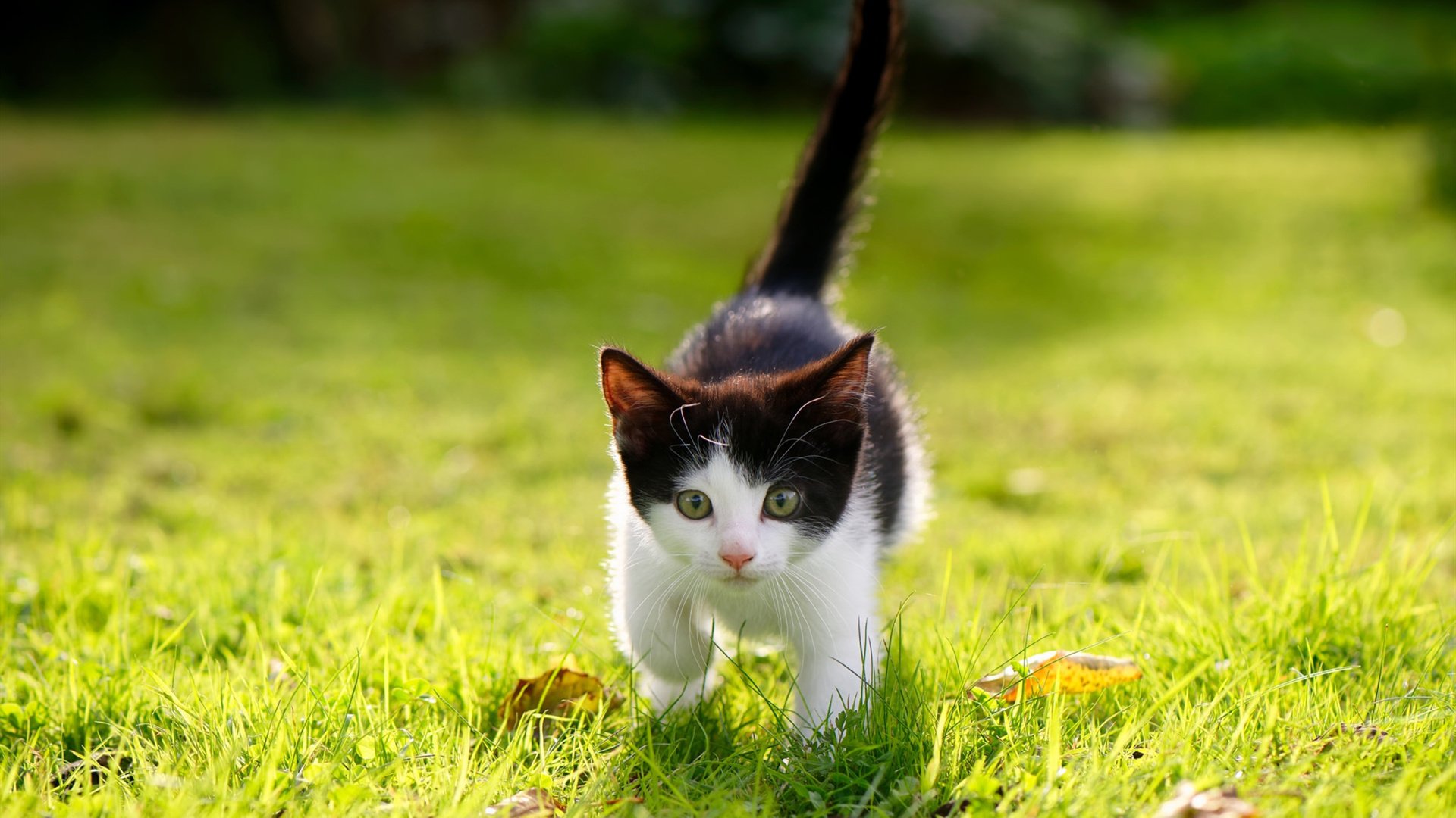 门神变阵眼，奥纳纳一人搅动风云，蓝黑风暴单节断电击碎希腊神话