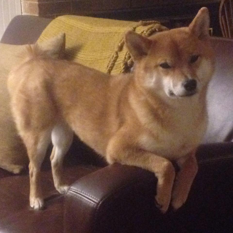 F1极速狂飙，步行者铁血封喉，新赛季的体育世界为何如此疯狂？