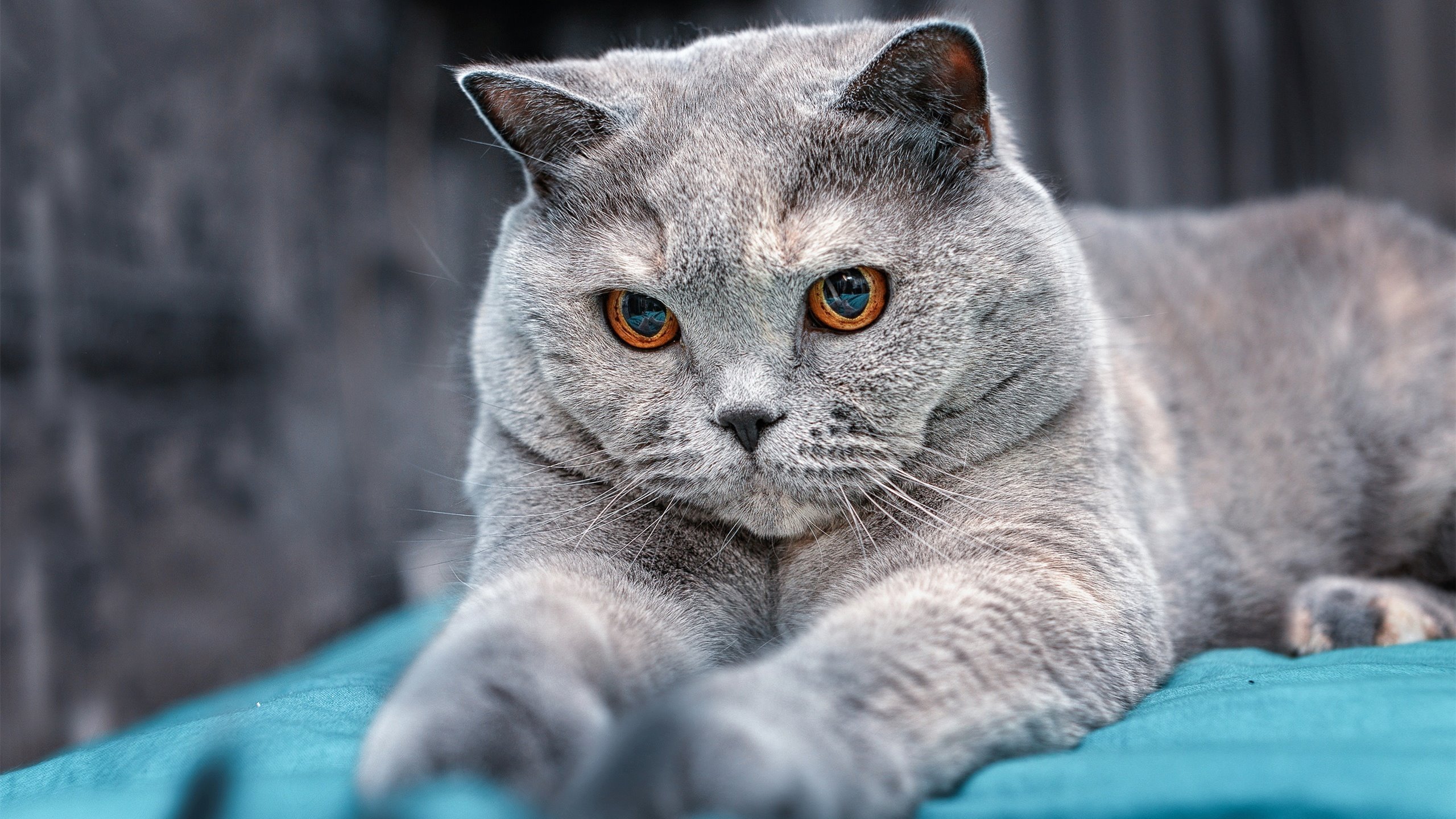 托尼·大场面先生，当克罗地亚战舞遇上加纳战鼓