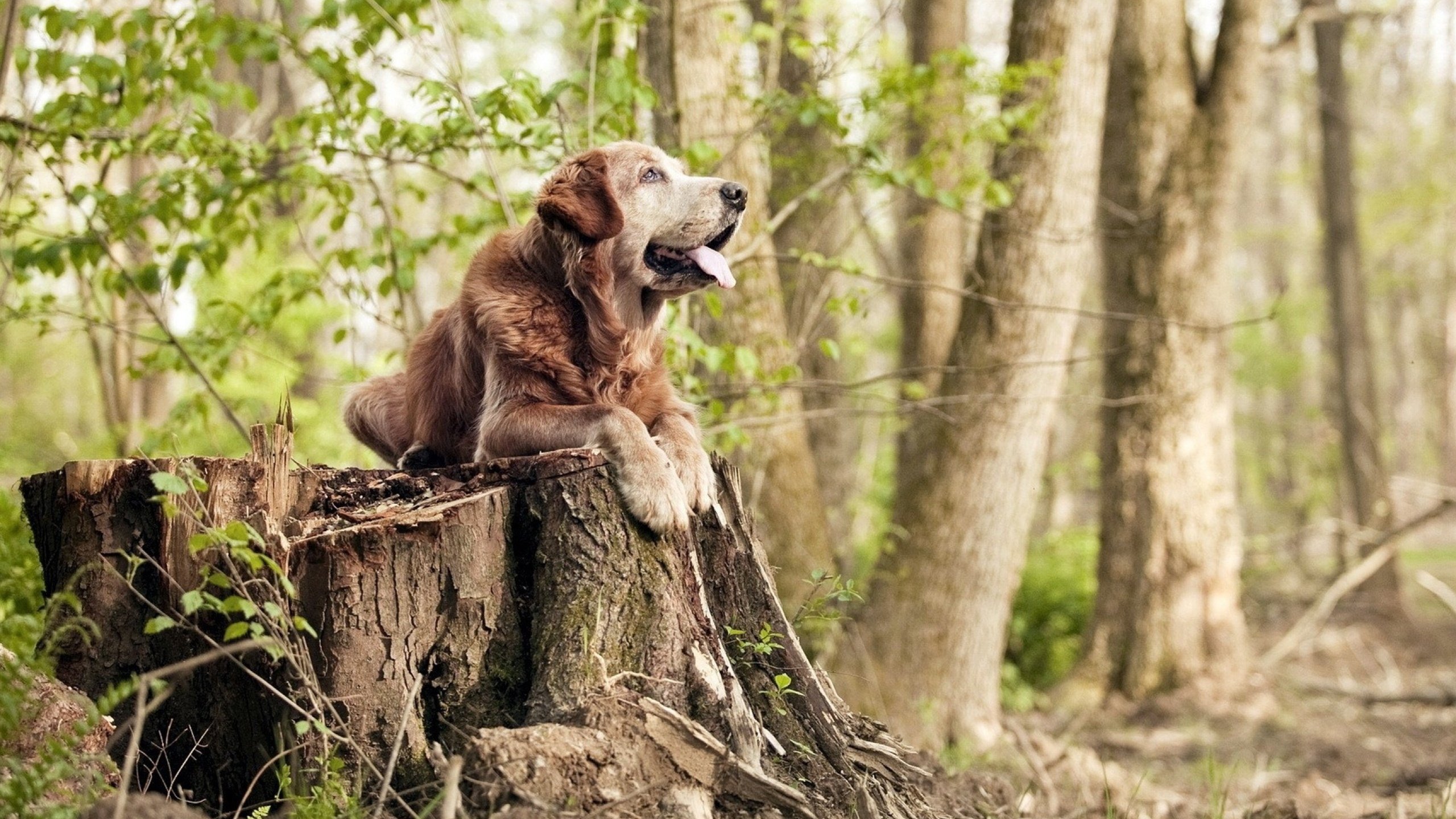 替补奇兵独造三球，加时鏖战！新西兰险胜阿尔及利亚
