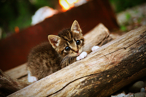 锡安如同激光切割山西防线,太阳队压制对手迎关键胜利