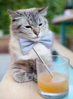 葡萄牙炽焰灼穿黄色铁幕！帕尔默单骑破阵，定义速胜美学