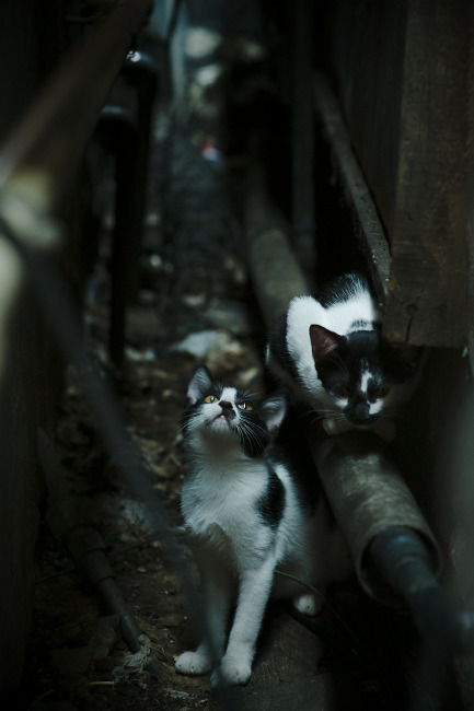 铁壁阿劳霍终结25年魔咒！多特蒙德三军用命稳稳拿下英格兰豪门