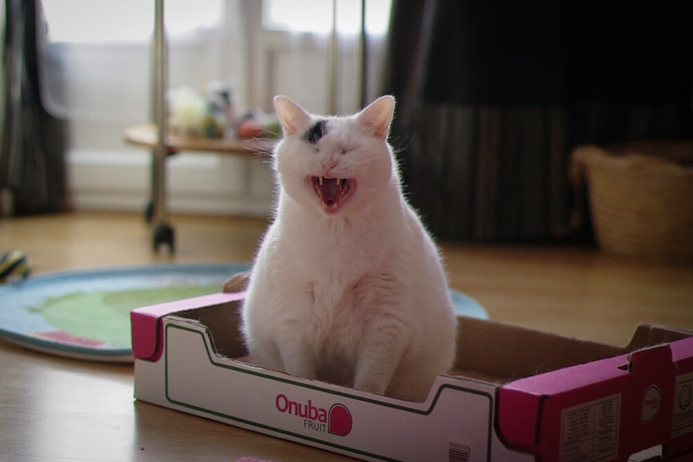 保罗的钥匙,当雄鹿在跨洋对决中解锁深圳队的防守