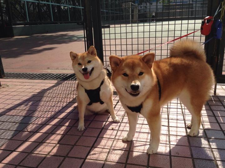 宿命对决日，梅西神性逆袭，冰岛铁蹄踏碎权杖黄昏