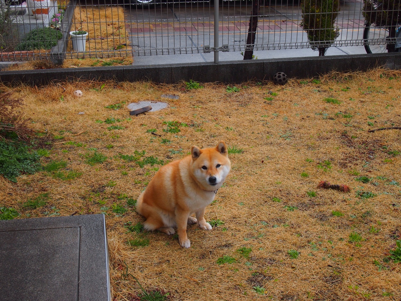 跨越时区的关键先生,雄鹿末节撕裂辽宁,东契奇再造传奇