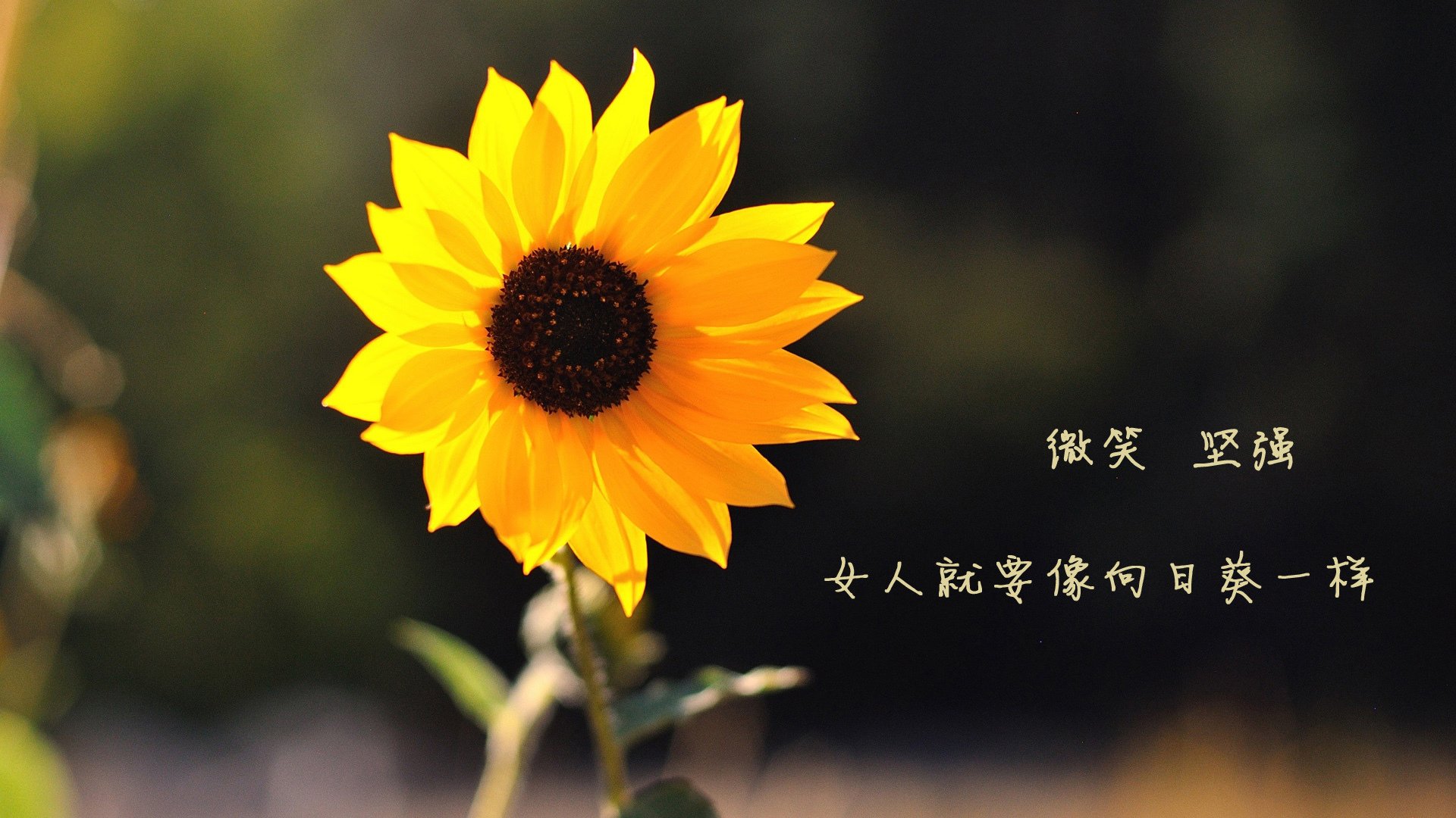 莱茵河畔的红色惊雷，当阿诺德用绝杀刺穿宿命，比利时在2026世界杯F组写下不朽史诗